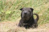 SHAR-PEI 799